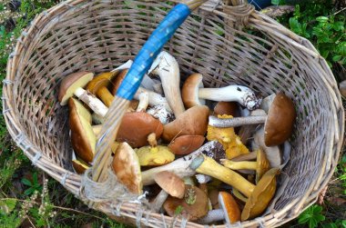 Sepette taze toplanmış mantarlar.