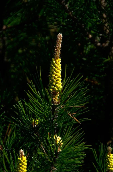 Budding Pine Branch Cones — Stock Photo, Image