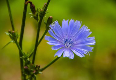 Yeşil arka planda mavi hindiba çiçeği.