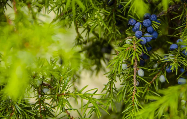 Fliederbeeren Wacholdernadeln Aus Nächster Nähe — Stockfoto