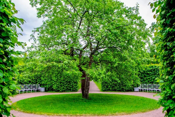 Parques Campismo Pushkin Tsarskoe Selo Saint Petersburg Rússia — Fotografia de Stock