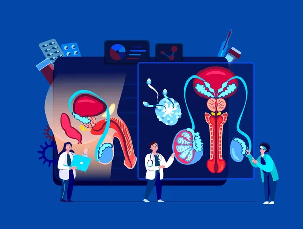 Andrologist Urologist Scientists Doctors Examine Male Reproductive Urogenital System Organ — Stok fotoğraf