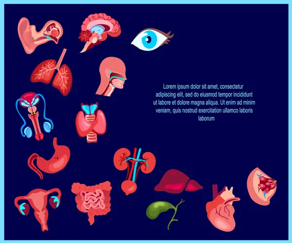 明るい人間の健康的な臓器セット ベクトルイラストアイコンのデザイン ブルー背景に隔離された喉 痛み止め 子宮口 子宮口組織 — ストックベクタ