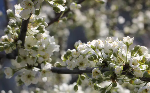 Spring blossoming cherry — Stock Photo, Image