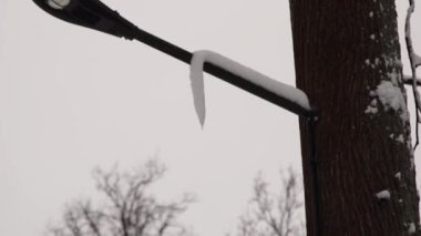 Karla kaplı bir ağaca yaklaş. Kışın orman