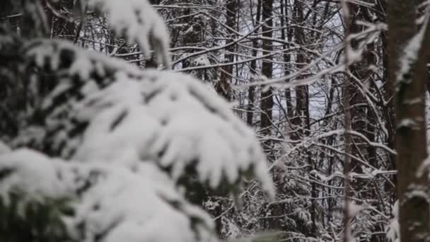 Un primo piano di un albero coperto di neve, foresta durante inverno — Video Stock