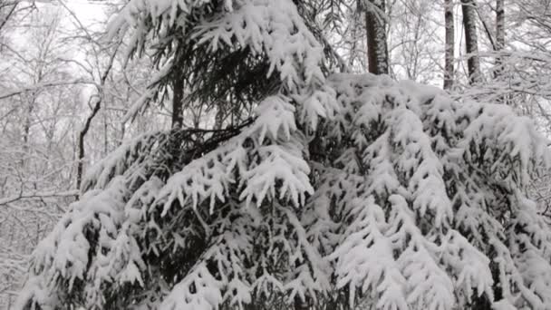 雪に覆われた木。冬の森 — ストック動画