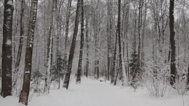 Uma floresta de inverno coberta de neve — Vídeo de Stock