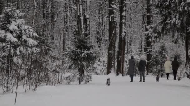 Een groep mensen kruist het land wandelen met honden, bos in de sneeuw. Langzame beweging — Stockvideo