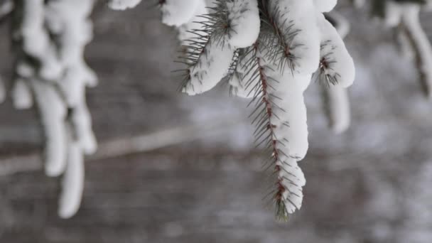 Pionowe wideo z bliska drzewa pokrytego śniegiem, las zimą — Wideo stockowe