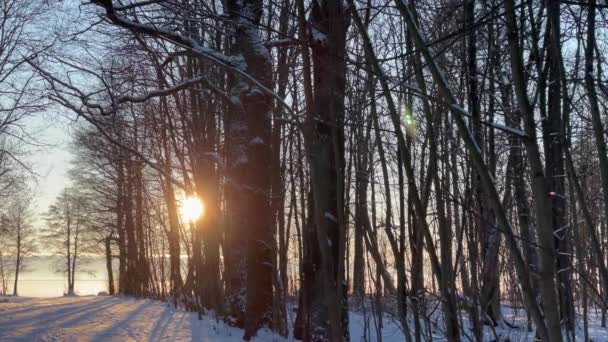 Une forêt ensoleillée couverte de neige. Vue d'ensemble des bois d'hiver — Video