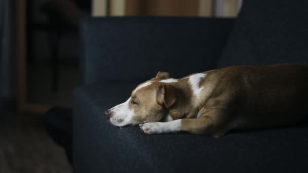 Un cane che è sdraiato e guarda la telecamera — Video Stock