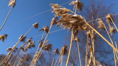 Karla kaplı bitki. Güneşli bir kış. Açık havada. Bir bitkinin yakın çekimi.