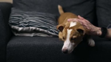Bir köpek kameraya bakıyor.
