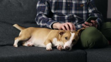 Evde akıllı telefonunu kullanarak köpekle oynayan bir adam..