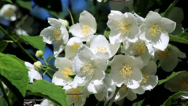 Białe Kwiaty Frotte Makiety Pomarańczowy Białe Kwiaty Podwójnej Makiety Pomarańczowy — Wideo stockowe