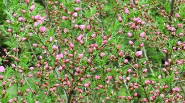 Bozkır bademinin pembe tomurcukları (Amygdalus nana).