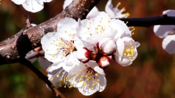 Weiße Blüten Den Ästen Der Aprikose — Stockvideo