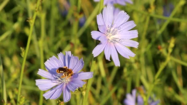 Пчела Опыляет Голубые Цикорные Цветы — стоковое видео
