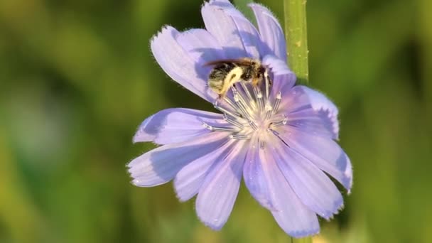 Abelhas Selvagens Flores Chicória Azul Campo — Vídeo de Stock