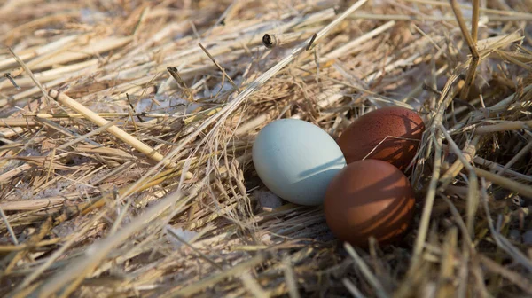 Ev yapımı samanlı tavuk yumurtası.