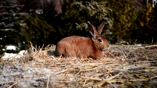 Kaninchen Rex Hirsch Farbe Auf Dem Hintergrund Von Nadelbäumen — Stockvideo