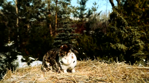 Cheetah Color Rabbit Merges Background — Stock Video