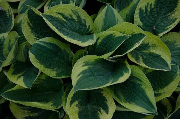 Geniş kenarlı dekoratif ev sahibinin sarı kenarlı yaprakları..