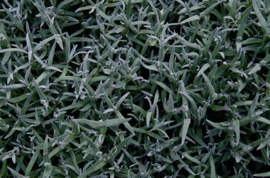 Yaskolkanın sürünen kökleri ve yaprakları grimsi bir renge sahiptir..