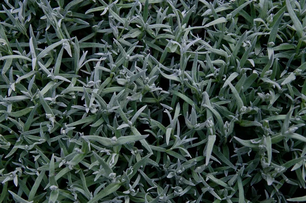 Yaskolkanın sürünen kökleri ve yaprakları grimsi bir renge sahiptir..