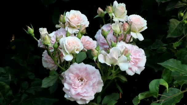 Sorprendentemente Forma Flores Color Rosa Suave Rosa Canadiense Morden Blash — Vídeo de stock