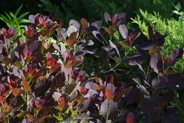 Fényes Lilás Vörös Levelei Scumpia Bőrhát Királyi Lila Reggeli Napon — Stock Fotó