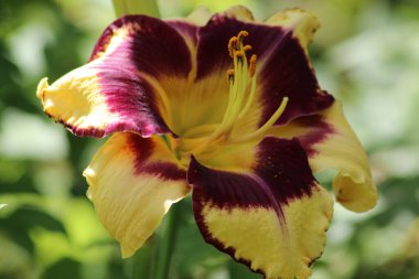 Açık yeşil arkaplanda, sarı hardal renkli taç yaprakları, parlak koyu kiraz gözü ve açık sarı boğazlı çok renkli bir çiçeğin yakın çekimi. Hemerocallis Jamaikalı Çılgın.