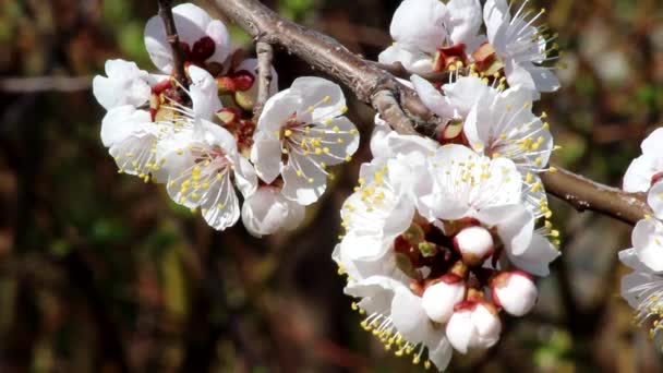 Apricot Branch White Pink Flowers Buds Garden — Wideo stockowe