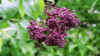 Yağmurda mor renkte parlayan leylak bir dal..