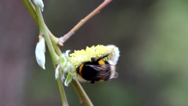 Bumblebee Willow Flowers Park Spring — Stock Video
