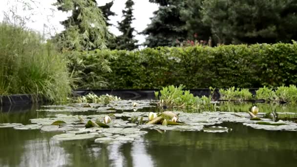 Lagoa Artificial Com Lírios Água Branca Outras Plantas Jardim Designer — Vídeo de Stock