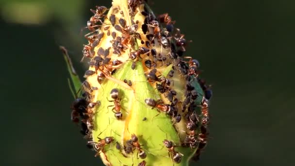 Formica Cinerea Ants Graze Aphids Rosebud Morning Sun Blurry Gray — Stock Video