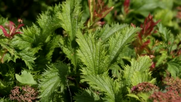 Folhas Serrilhadas Spirea Japonesa Crispa Estão Balançando Brisa Jardim Spiraea — Vídeo de Stock