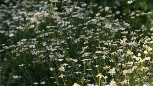 药用洋甘菊的花序在风中摇曳 自然背景 洋甘菊的功用A — 图库视频影像