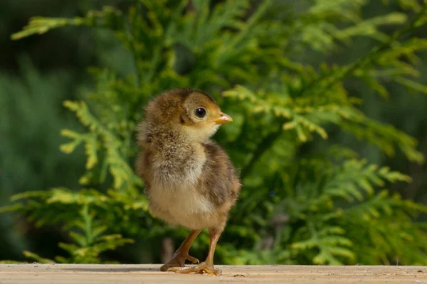 Batı thuja 'nın bulanık arka planında altın bir sülün yavrusu. Chrysolophus pictus 