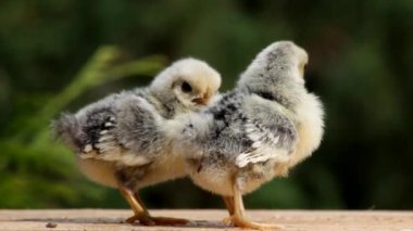 İki cüce deniz tavuğu, Batı thuja 'nın yeşil arka planında gümüş rengi..