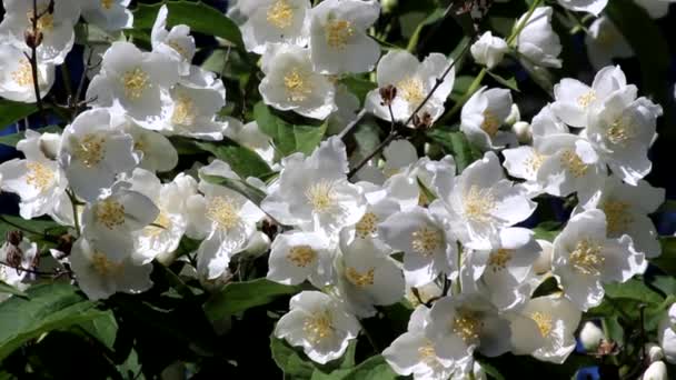 Прекрасні Білі Квіти Філадельфії Саду — стокове відео