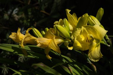 Melez izci kızın parlak sarı çiçekleri..