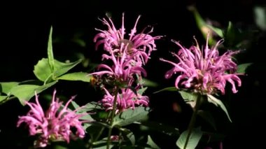 Monarda fistulosa 'nın kestane mavisi çiçekleri ve yaban arıları geldi..