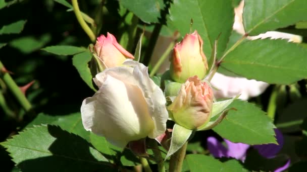 Botões Rosa Canadense Morden Blush São Rosa Pálido Canadian Rose — Vídeo de Stock