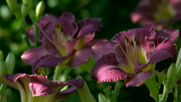 Flores púrpuras de la trampa diurna. — Vídeo de stock