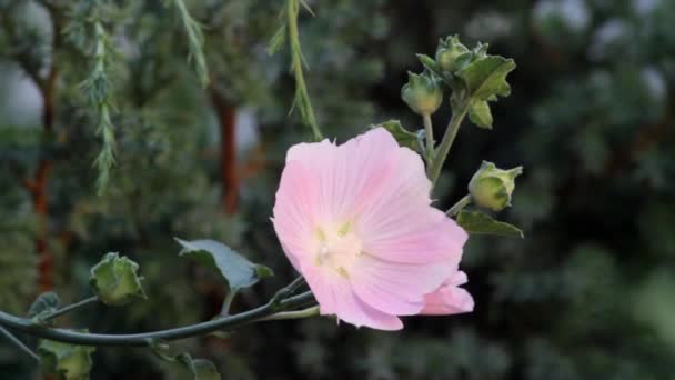 Flores de malva silvestre rosa — Vídeos de Stock