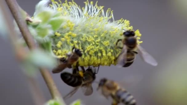 Abelhas Selvagens Coletam Néctar Flores Salgueiro Início Primavera — Vídeo de Stock