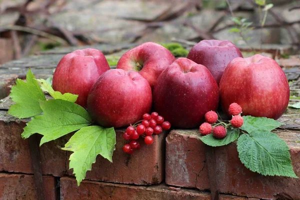 Kırmızı bordo elmalar kırmızı tuğlaların üzerinde yatıyorlar. Geç olgunlaşan elmalar Kırgız kış çeşididir. Ön planda viburnum ve böğürtlenli kırmızı böğürtlenler var..